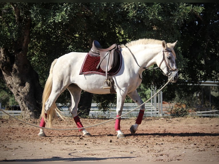 PRE Mix Stute 9 Jahre 158 cm Schimmel in Valencia