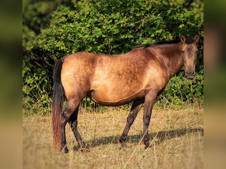 PRE Mix Stute 9 Jahre 159 cm Brauner in Gößweinstein