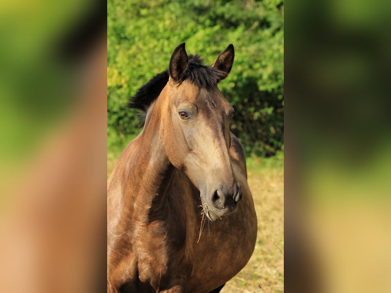 PRE Mix Stute 9 Jahre 159 cm Brauner in Gößweinstein