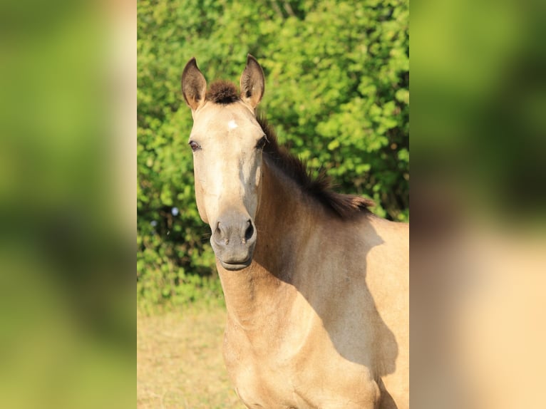 PRE Mix Stute 9 Jahre 159 cm Brauner in Gößweinstein