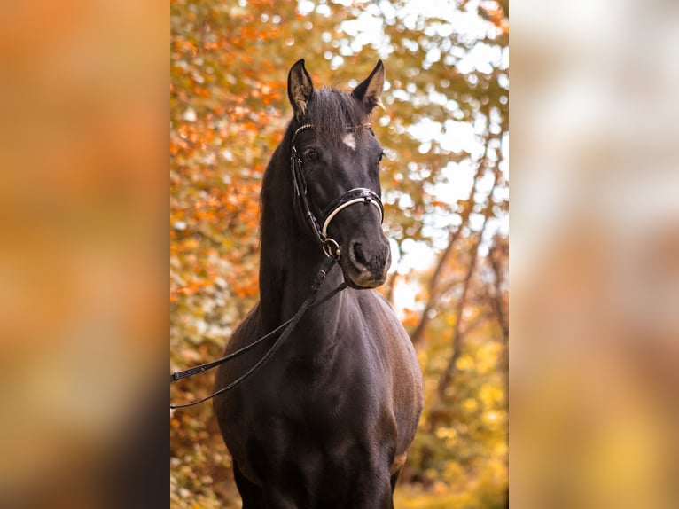 PRE Stute 9 Jahre 159 cm Schwarzbrauner in Bergisch Gladbach
