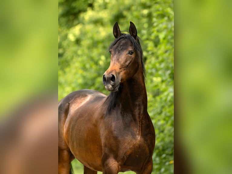 PRE Mix Stute 9 Jahre 160 cm Brauner in Friedrichroda