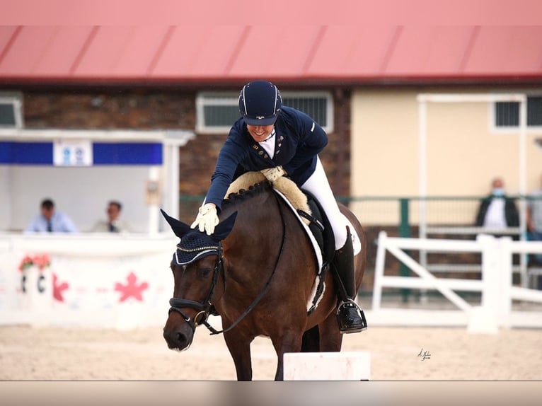 PRE Stute 9 Jahre 160 cm Dunkelbrauner in Almafra (Zona)