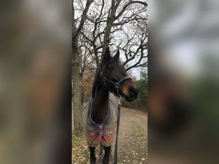 PRE Mix Stute 9 Jahre 160 cm Dunkelbrauner in Cornebarrieu