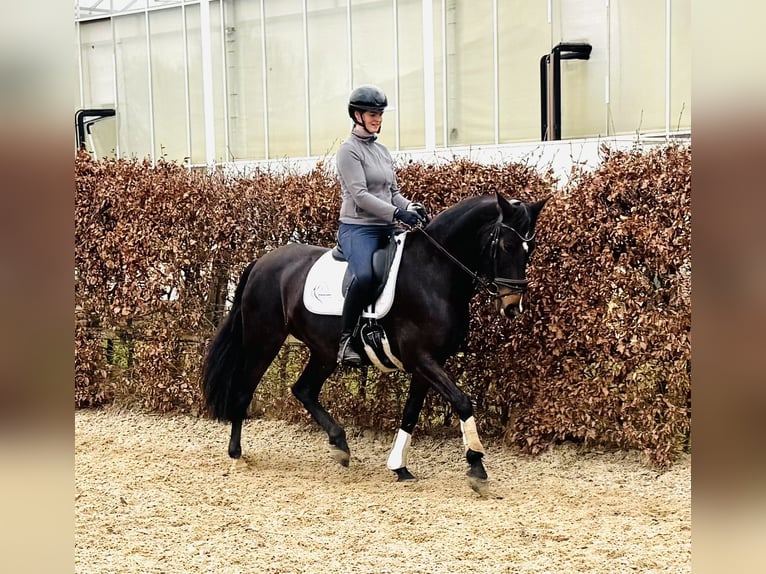 PRE Mix Stute 9 Jahre 161 cm Dunkelbrauner in Belfeld