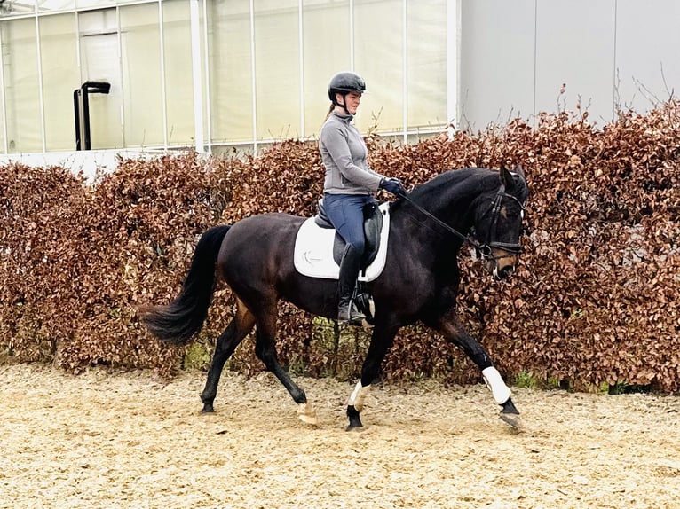 PRE Mix Stute 9 Jahre 161 cm Dunkelbrauner in Belfeld