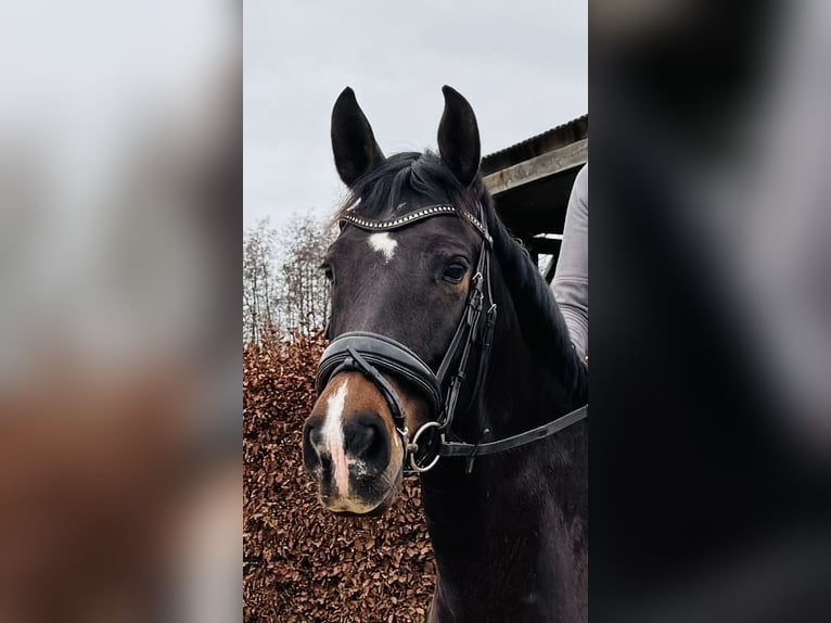 PRE Mix Stute 9 Jahre 161 cm Dunkelbrauner in Belfeld