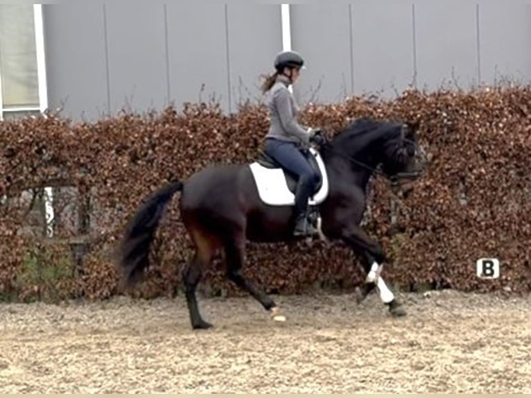 PRE Mix Stute 9 Jahre 161 cm Dunkelbrauner in Belfeld