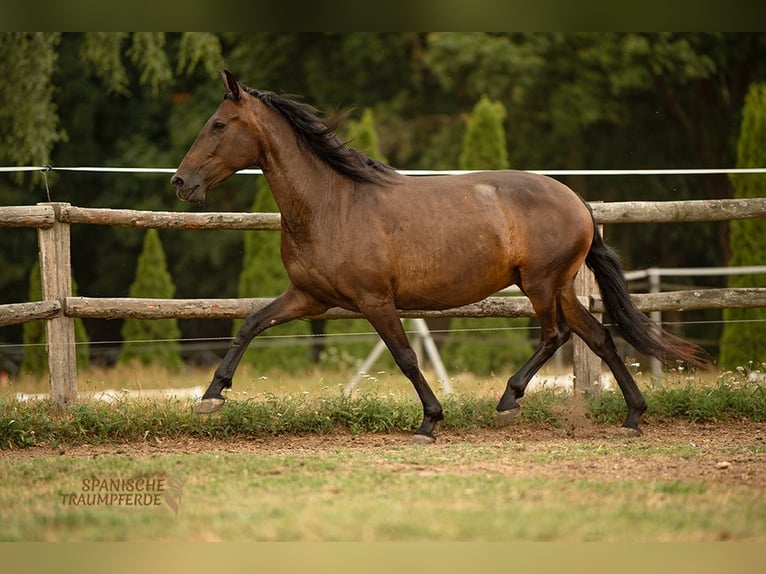 PRE Mix Stute 9 Jahre 162 cm Dunkelbrauner in Traventhal