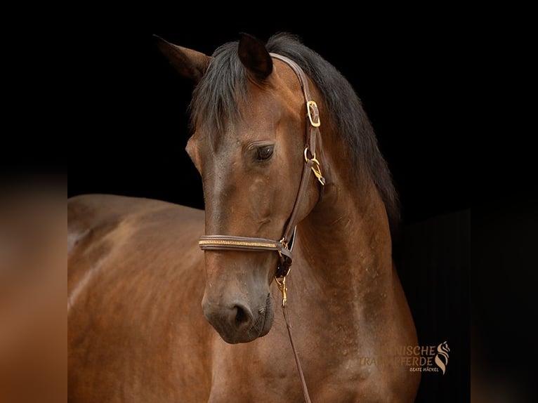 PRE Mix Stute 9 Jahre 162 cm Dunkelbrauner in Traventhal