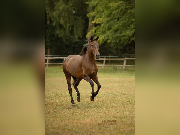 PRE Mix Stute 9 Jahre 162 cm Dunkelbrauner in Traventhal