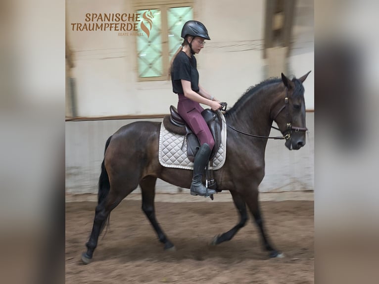 PRE Mix Stute 9 Jahre 162 cm Dunkelbrauner in Traventhal