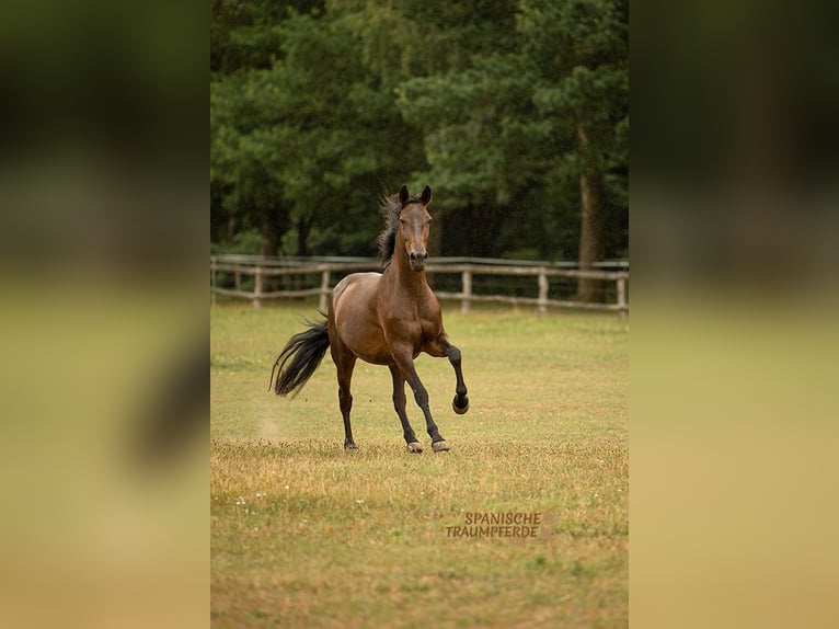 PRE Mix Stute 9 Jahre 162 cm Dunkelbrauner in Traventhal
