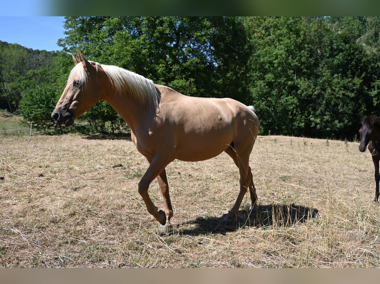 PRE Stute 9 Jahre 162 cm Palomino in Klettgau