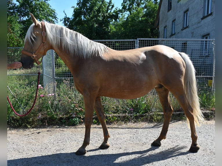 PRE Stute 9 Jahre 162 cm Palomino in Klettgau