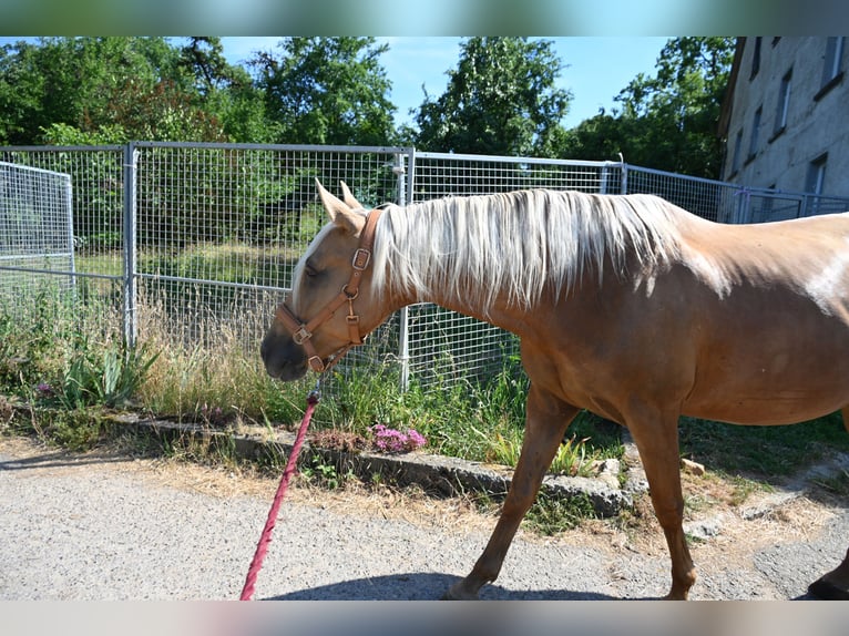 PRE Stute 9 Jahre 162 cm Palomino in Klettgau