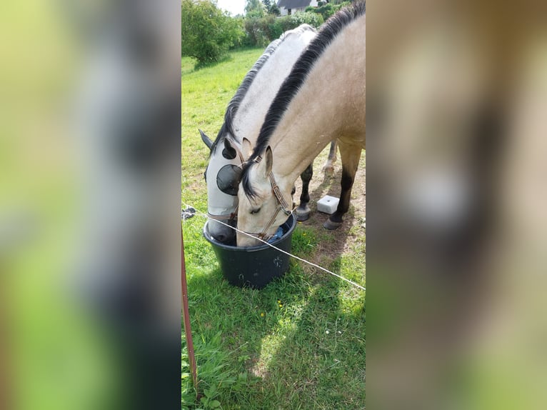 PRE Mix Stute 9 Jahre 165 cm Buckskin in Lichtenstein/Sachsen