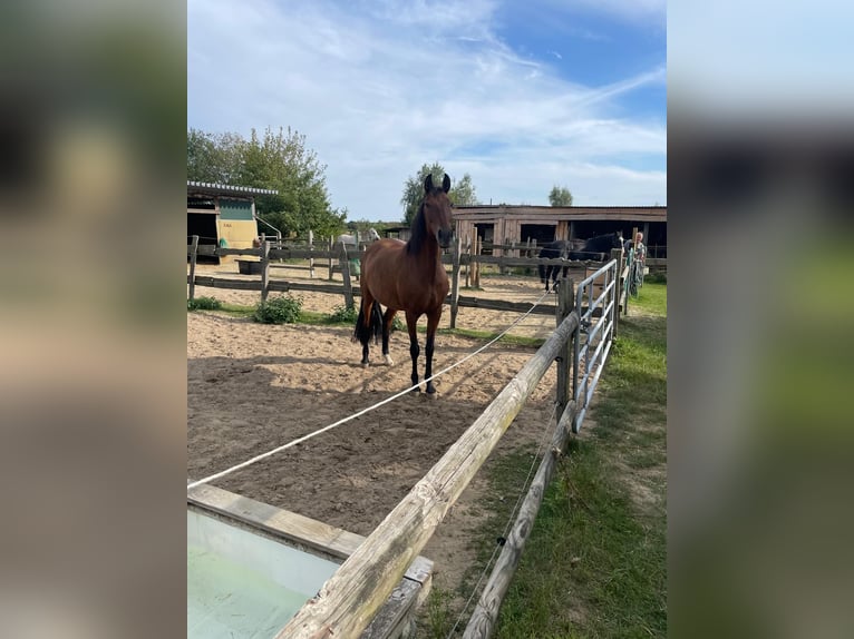 PRE Mix Stute 9 Jahre 165 cm Falbe in Stadthagen