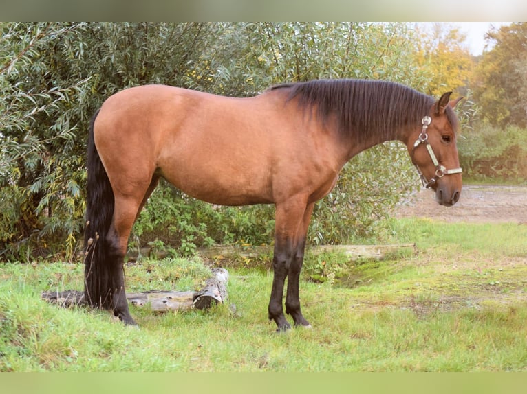 PRE Mix Stute 9 Jahre 165 cm in Stadthagen