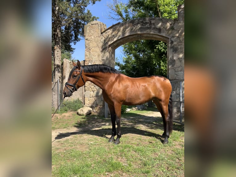PRE Mix Stute 9 Jahre 166 cm Brauner in Valldoriolf (Vilanova Del Valles)