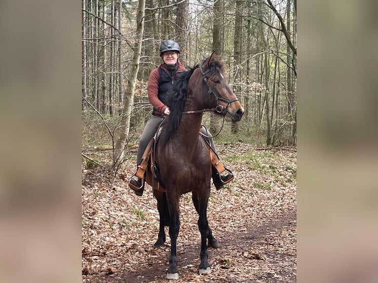 PRE Stute 9 Jahre 166 cm Brauner in Waldbrunn (Westerwald)Waldbrunn