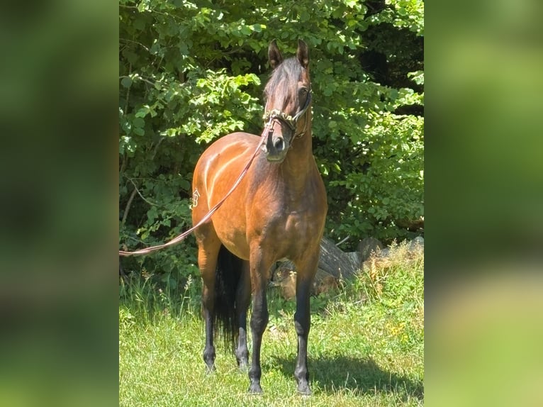 PRE Mix Stute 9 Jahre 166 cm Brauner in Gunzenhausen