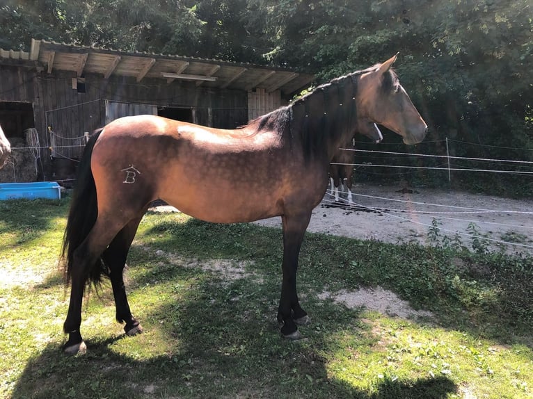 PRE Mix Stute 9 Jahre 166 cm Brauner in Gunzenhausen