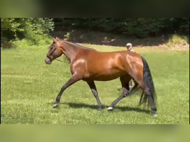 PRE Mix Stute 9 Jahre 166 cm Brauner in Gunzenhausen