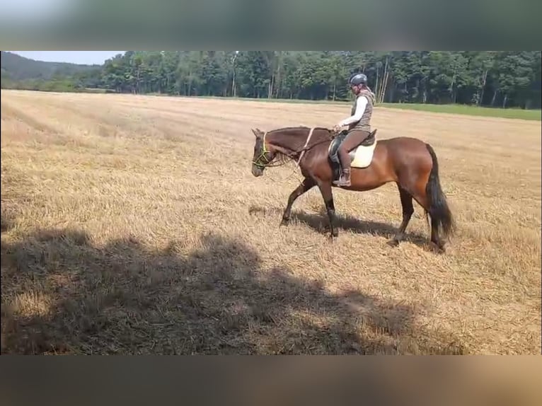 PRE Mix Stute 9 Jahre 166 cm Brauner in Gunzenhausen