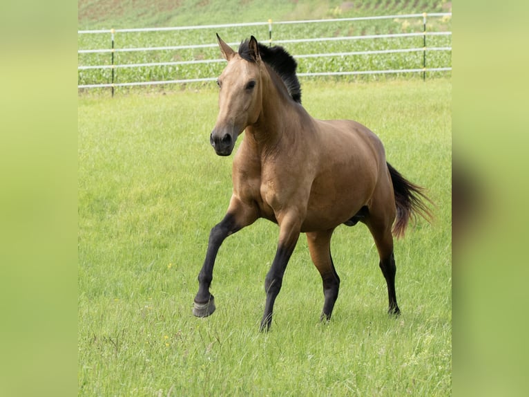 PRE Mix Stute 9 Jahre 166 cm Buckskin in Zolling