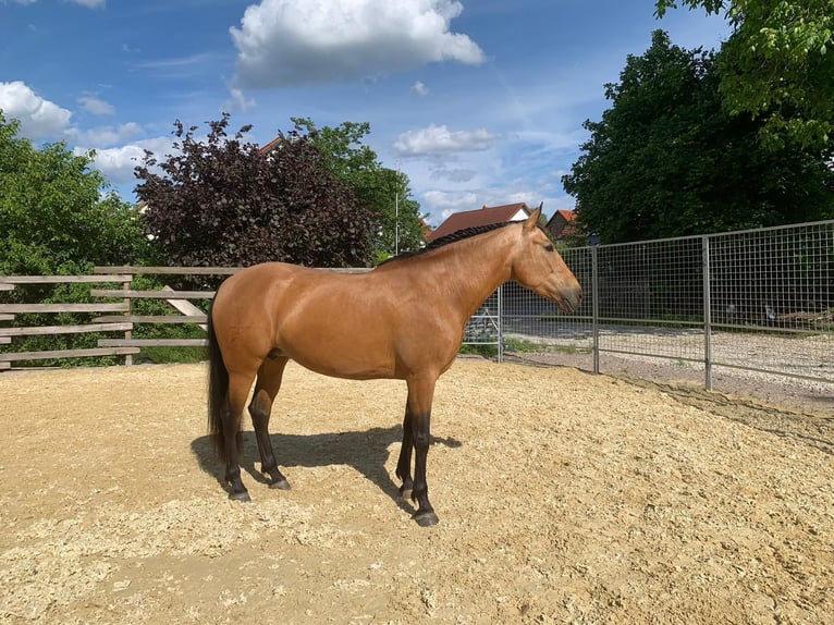 PRE Mix Stute 9 Jahre 166 cm Buckskin in Zolling