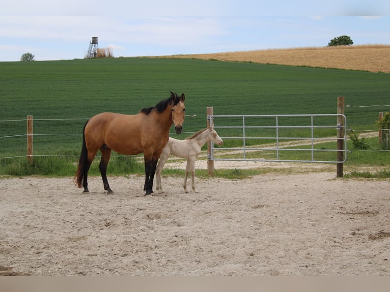 PRE Mix Stute 9 Jahre 166 cm Buckskin in Zolling