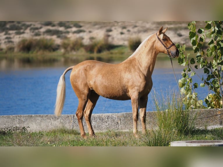 PRE Mix Stute 9 Jahre 166 cm Palomino in NAVAS DE MADRONO