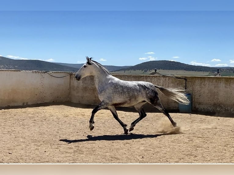 PRE Stute 9 Jahre 168 cm Apfelschimmel in Sevilla