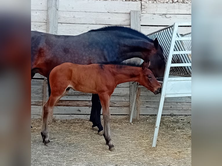 PRE Stute 9 Jahre 168 cm Dunkelbrauner in Estepa