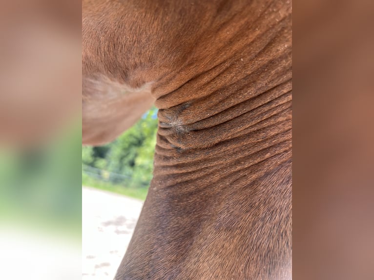 PRE Stute 9 Jahre 170 cm Brauner in Gengenbach