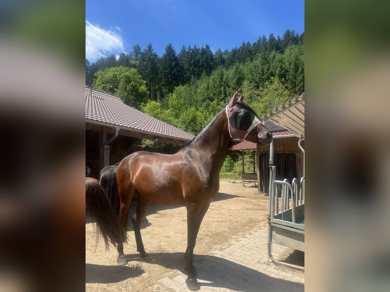 PRE Stute 9 Jahre 170 cm Brauner in Gengenbach
