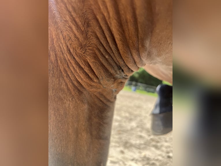 PRE Stute 9 Jahre 170 cm Brauner in Gengenbach