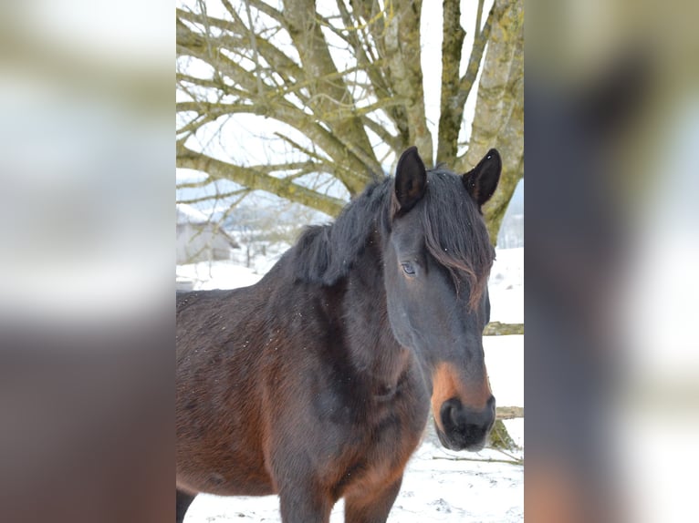 PRE Mix Stute 9 Jahre 170 cm Dunkelbrauner in Bad Leonfelden