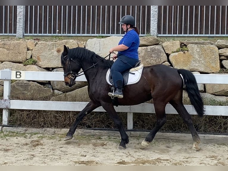 PRE Mix Stute 9 Jahre 170 cm Dunkelbrauner in Bad Leonfelden
