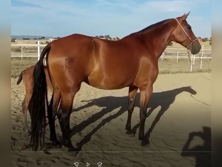 PRE Mix Stute 9 Jahre 175 cm Rotbrauner in Navalvillar De Pela