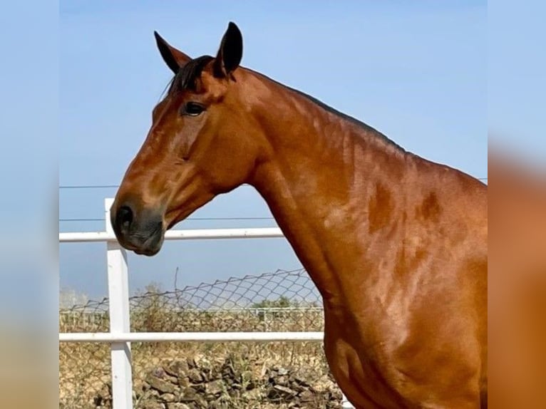 PRE Mix Stute 9 Jahre 175 cm Rotbrauner in Navalvillar De Pela