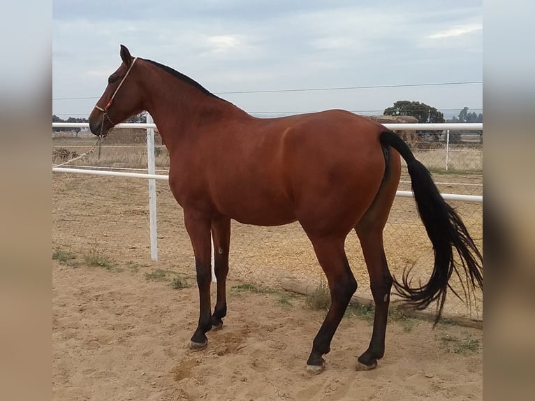 PRE Mix Stute 9 Jahre 175 cm Rotbrauner in Navalvillar De Pela