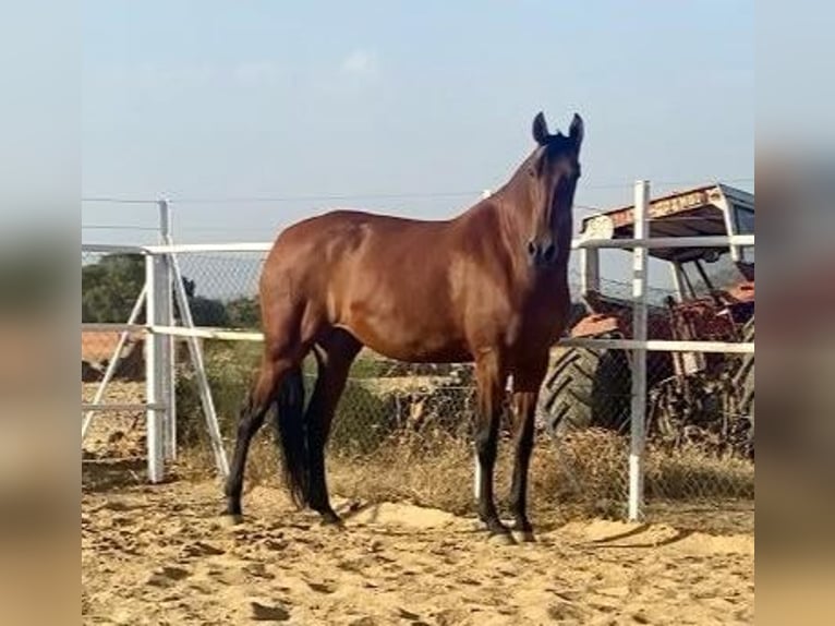 PRE Mix Stute 9 Jahre 175 cm Rotbrauner in Navalvillar De Pela