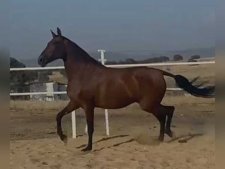 PRE Mix Stute 9 Jahre 175 cm Rotbrauner in Navalvillar De Pela
