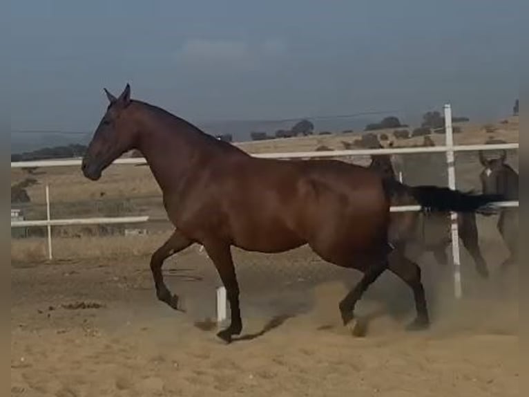 PRE Mix Stute 9 Jahre 175 cm Rotbrauner in Navalvillar De Pela