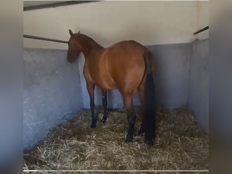 PRE Mix Stute 9 Jahre 175 cm Rotbrauner in Navalvillar De Pela