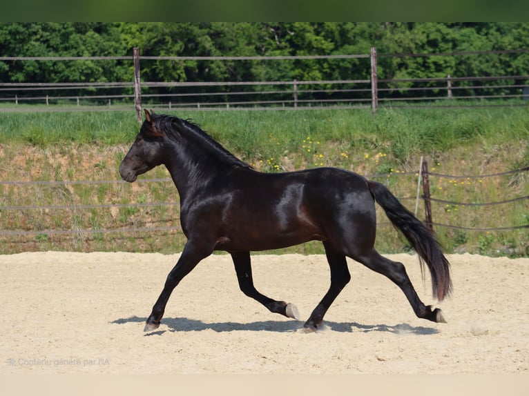 PRE Stute Fohlen (04/2025) 107 cm Pearl in Le Coudray-sur-Thelle