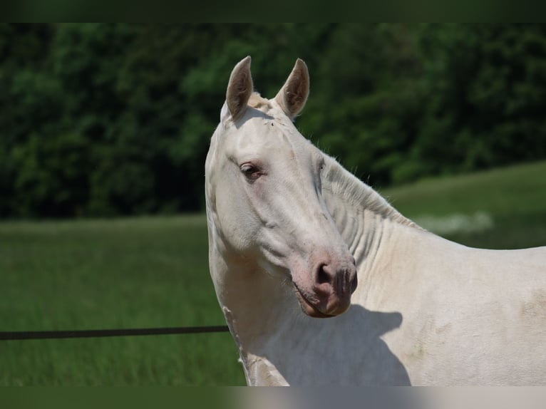 PRE Stute Fohlen (04/2025) 107 cm Pearl in Le Coudray-sur-Thelle