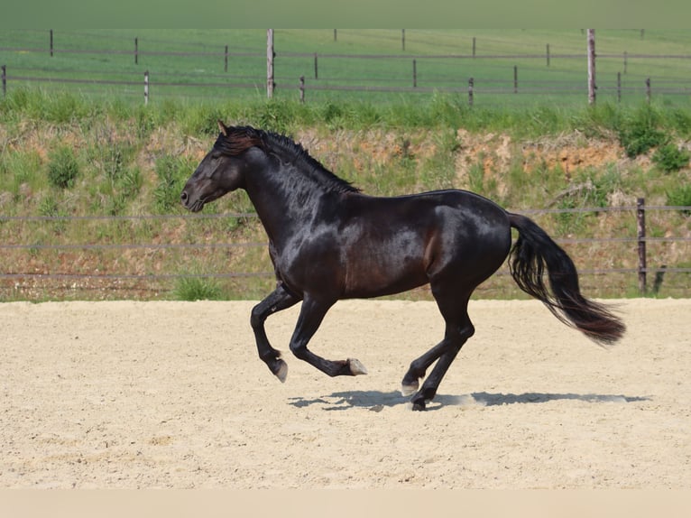 PRE Stute Fohlen (04/2025) 107 cm Pearl in Le Coudray-sur-Thelle